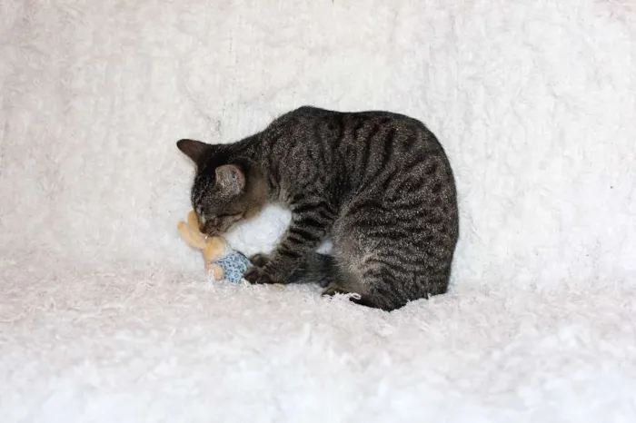 Gato ra a SRD idade 2 a 6 meses nome Brida