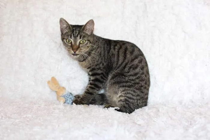 Gato ra a SRD idade 2 a 6 meses nome Brida