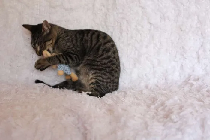 Gato ra a SRD idade 2 a 6 meses nome Brida