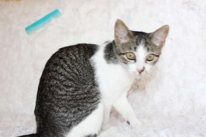 Gato ra a SRD idade 2 a 6 meses nome Christian, Charmosí