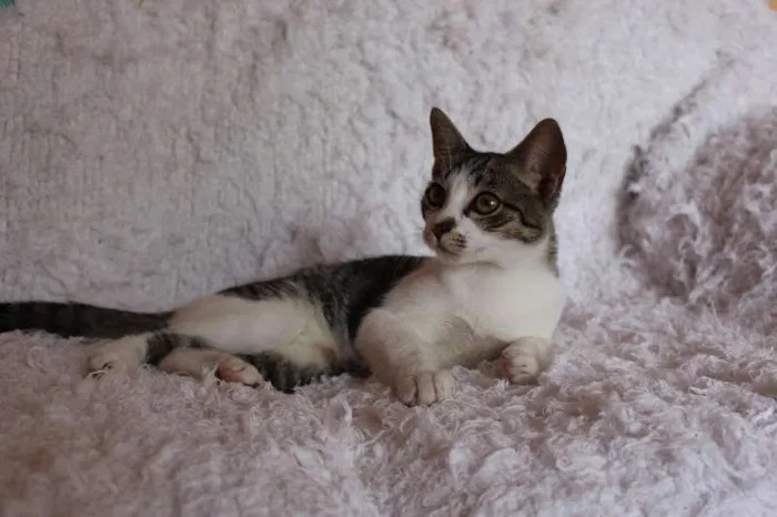 Gato ra a SRD idade 2 a 6 meses nome Christian, Charmosí