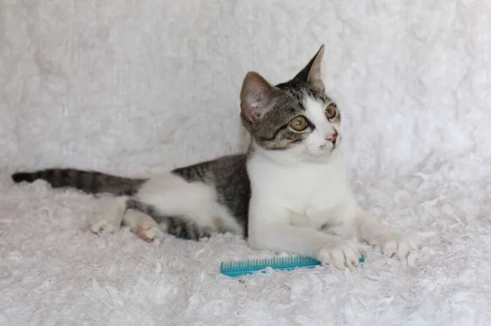 Gato ra a SRD idade 2 a 6 meses nome Christian, Charmosí
