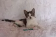 Christian, Charmosí