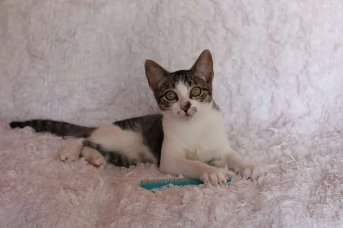 Gato ra a SRD idade 2 a 6 meses nome Christian, Charmosí
