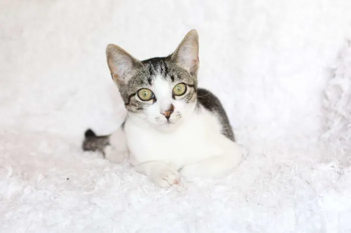 Gato ra a SRD idade 2 a 6 meses nome Christian, Charmosí