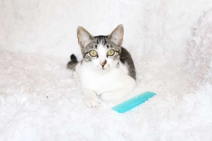Gato ra a SRD idade 2 a 6 meses nome Christian, Charmosí
