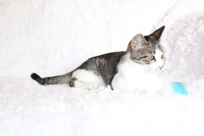 Gato ra a SRD idade 2 a 6 meses nome Christian, Charmosí