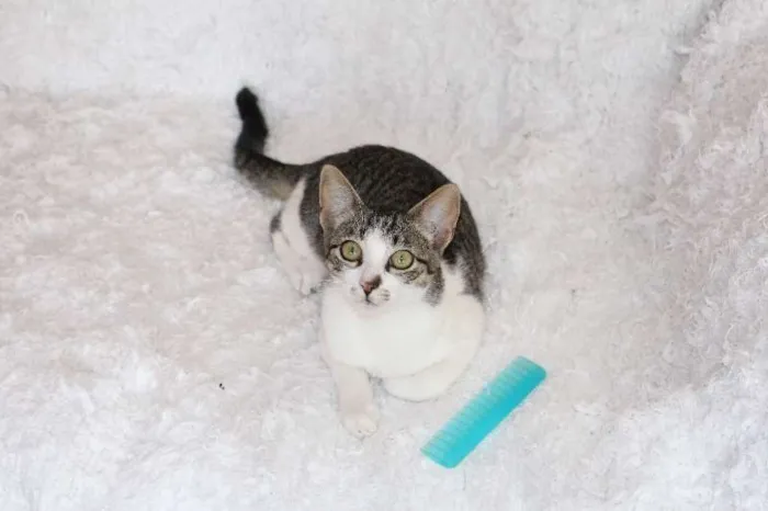 Gato ra a SRD idade 2 a 6 meses nome Christian, Charmosí
