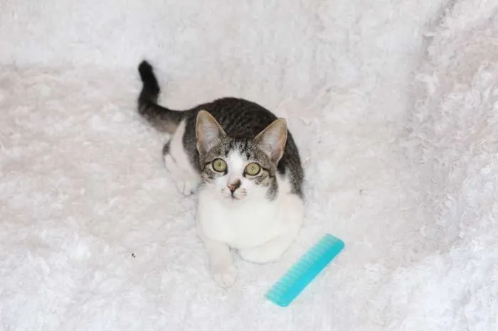 Gato ra a SRD idade 2 a 6 meses nome Christian, Charmosí