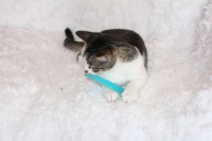Gato ra a SRD idade 2 a 6 meses nome Christian, Charmosí