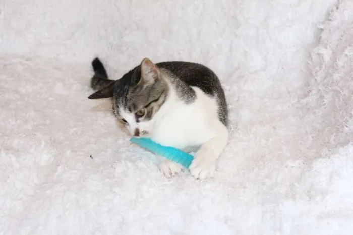 Gato ra a SRD idade 2 a 6 meses nome Christian, Charmosí