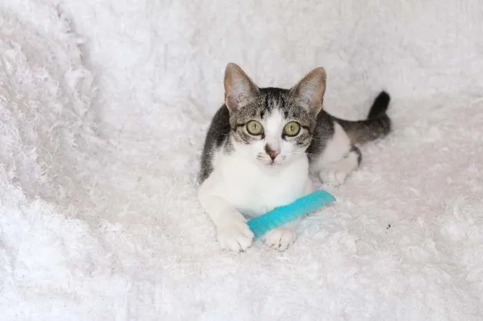 Gato ra a SRD idade 2 a 6 meses nome Christian, Charmosí