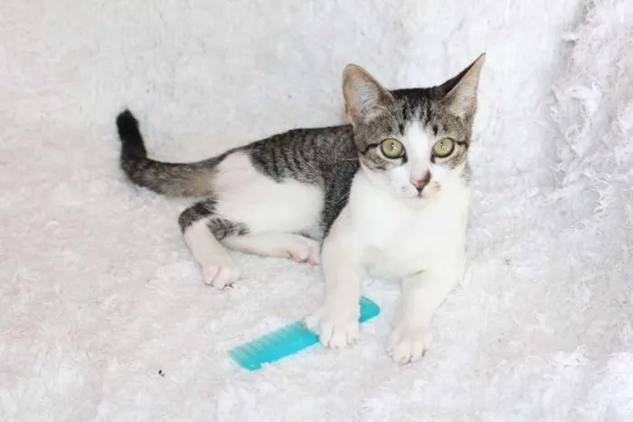 Gato ra a SRD idade 2 a 6 meses nome Christian, Charmosí