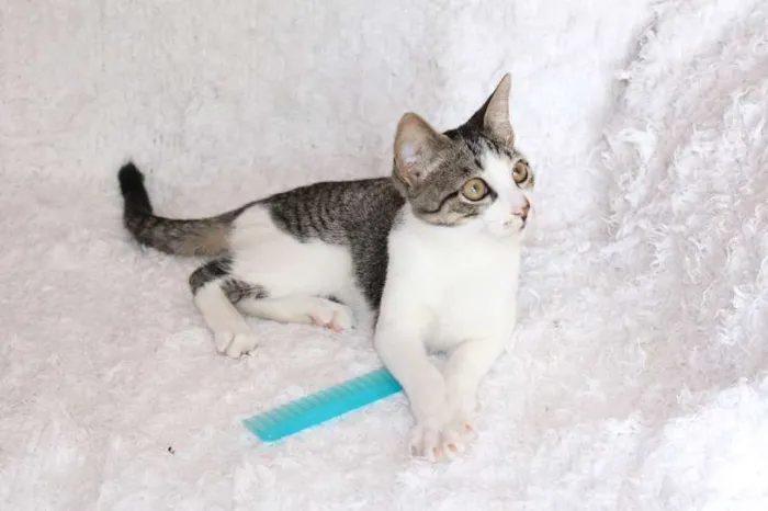 Gato ra a SRD idade 2 a 6 meses nome Christian, Charmosí