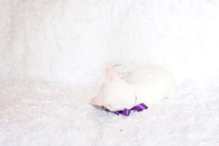 Gato ra a SRD idade 7 a 11 meses nome Linda Isis