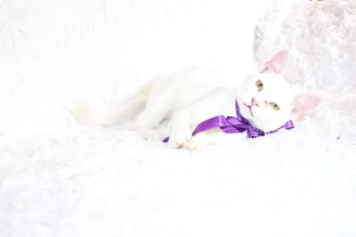 Gato ra a SRD idade 7 a 11 meses nome Linda Isis