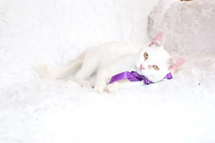 Gato ra a SRD idade 7 a 11 meses nome Linda Isis