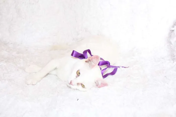 Gato ra a SRD idade 7 a 11 meses nome Linda Isis
