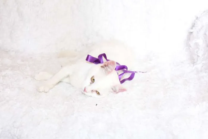 Gato ra a SRD idade 7 a 11 meses nome Linda Isis