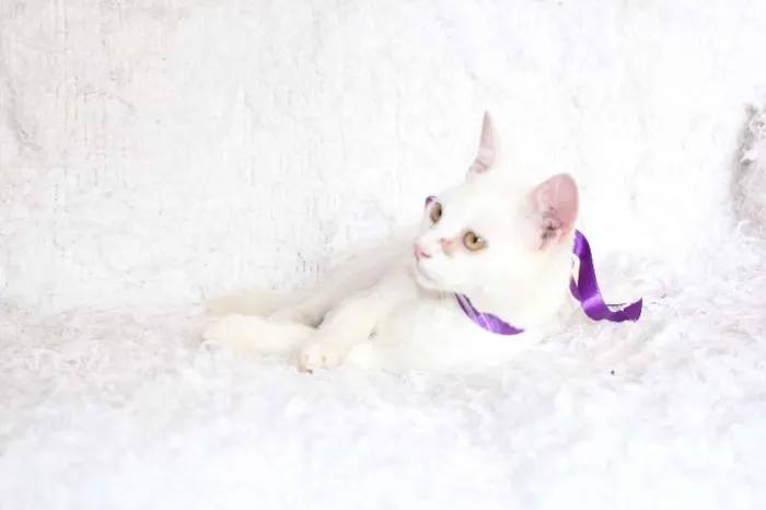 Gato ra a SRD idade 7 a 11 meses nome Linda Isis