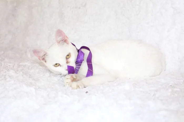Gato ra a SRD idade 7 a 11 meses nome Linda Isis