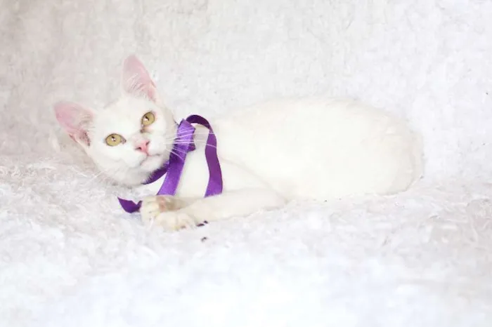 Gato ra a SRD idade 7 a 11 meses nome Linda Isis
