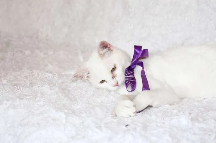 Gato ra a SRD idade 7 a 11 meses nome Linda Isis