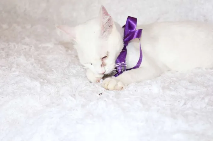 Gato ra a SRD idade 7 a 11 meses nome Linda Isis