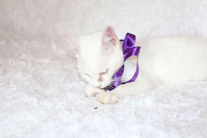 Gato ra a SRD idade 7 a 11 meses nome Linda Isis