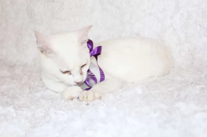 Gato ra a SRD idade 7 a 11 meses nome Linda Isis