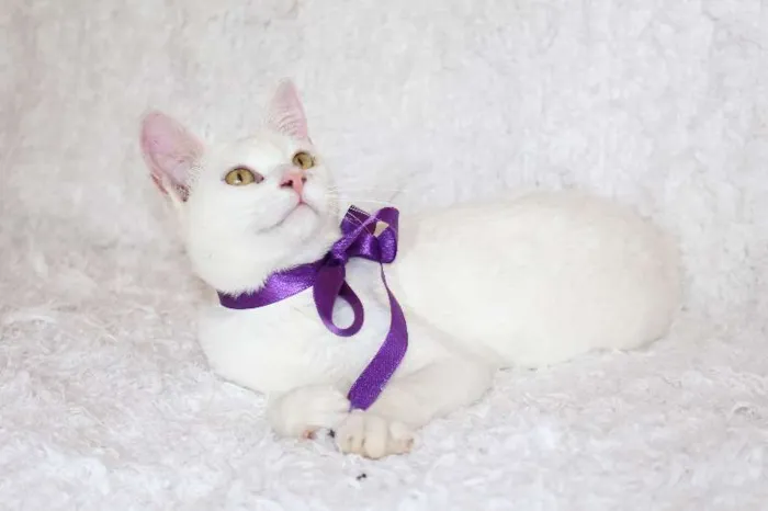 Gato ra a SRD idade 7 a 11 meses nome Linda Isis