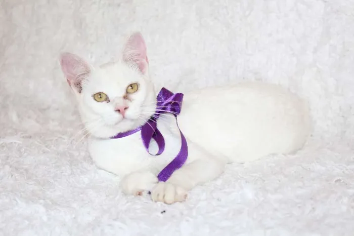 Gato ra a SRD idade 7 a 11 meses nome Linda Isis
