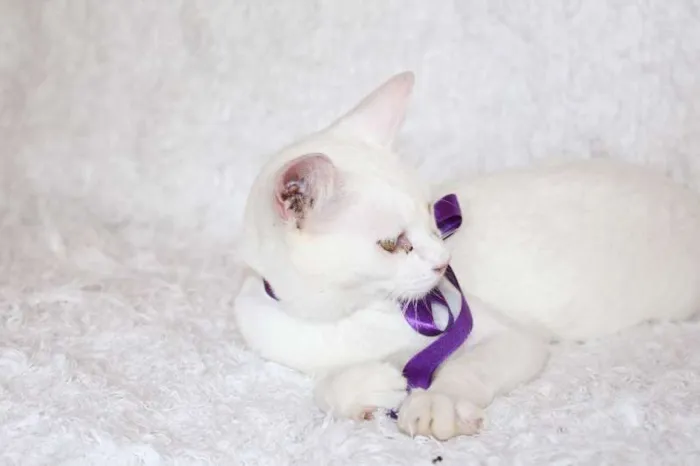 Gato ra a SRD idade 7 a 11 meses nome Linda Isis