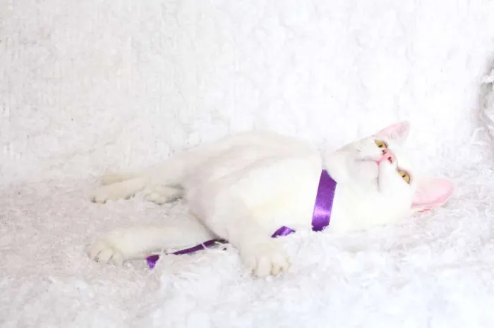 Gato ra a SRD idade 7 a 11 meses nome Linda Isis