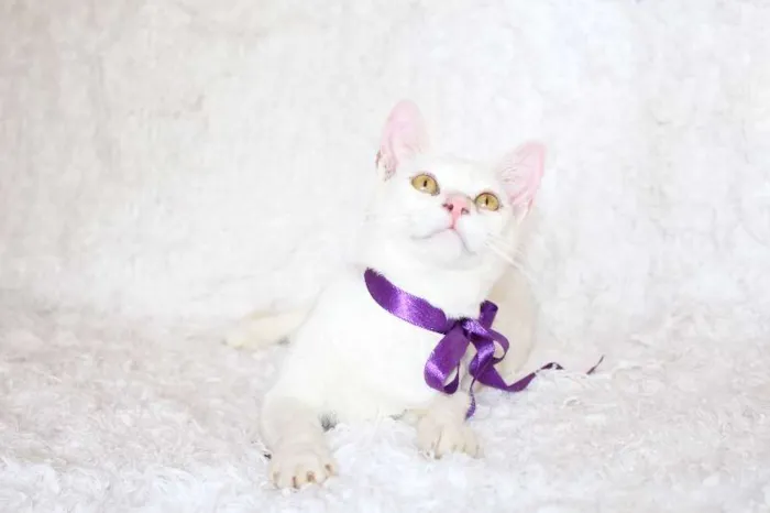 Gato ra a SRD idade 7 a 11 meses nome Linda Isis