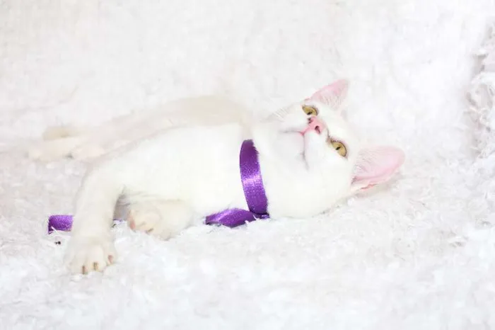 Gato ra a SRD idade 7 a 11 meses nome Linda Isis