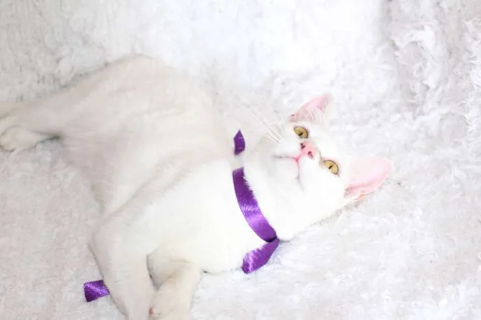 Gato ra a SRD idade 7 a 11 meses nome Linda Isis