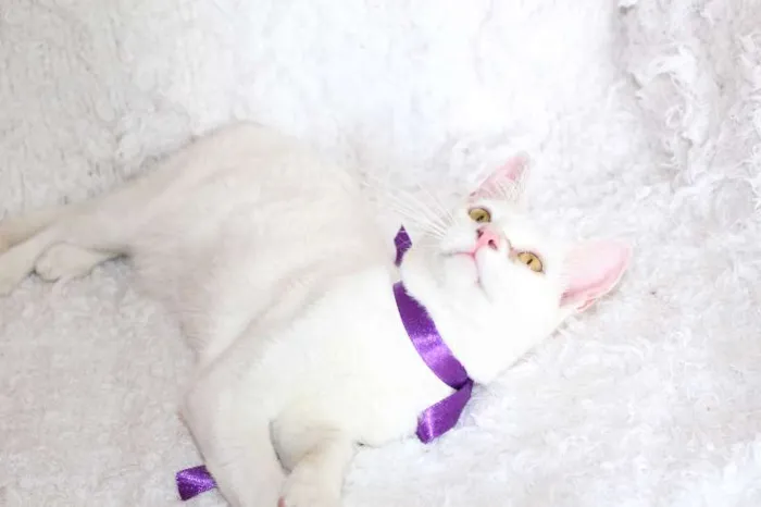 Gato ra a SRD idade 7 a 11 meses nome Linda Isis