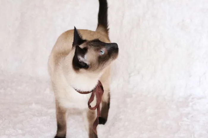 Gato ra a SRD idade 1 ano nome Oscar O Charmoso