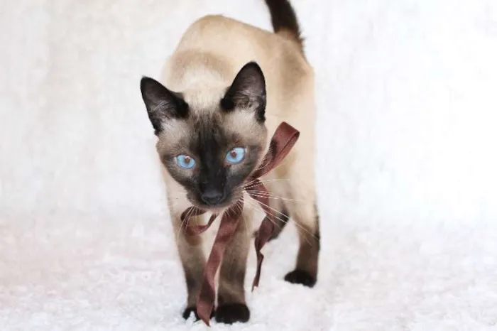 Gato ra a SRD idade 1 ano nome Oscar O Charmoso