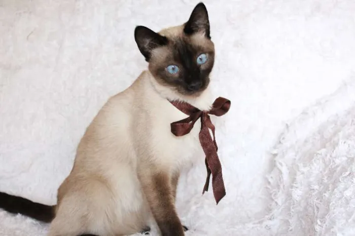 Gato ra a SRD idade 1 ano nome Oscar O Charmoso