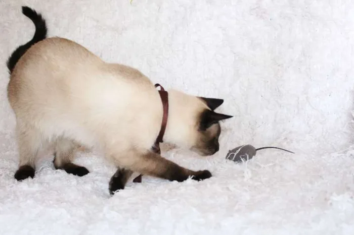 Gato ra a SRD idade 1 ano nome Oscar O Charmoso