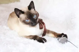 Gato raça SRD idade 1 ano nome Oscar O Charmoso