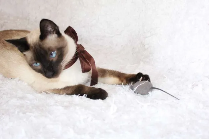 Gato ra a SRD idade 1 ano nome Oscar O Charmoso