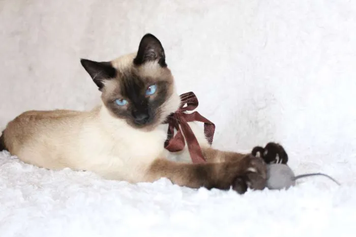 Gato ra a SRD idade 1 ano nome Oscar O Charmoso