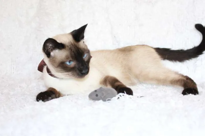 Gato ra a SRD idade 1 ano nome Oscar O Charmoso