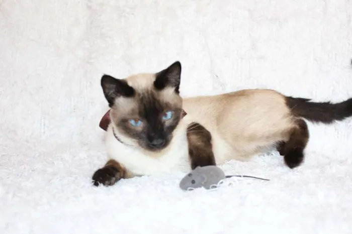 Gato ra a SRD idade 1 ano nome Oscar O Charmoso