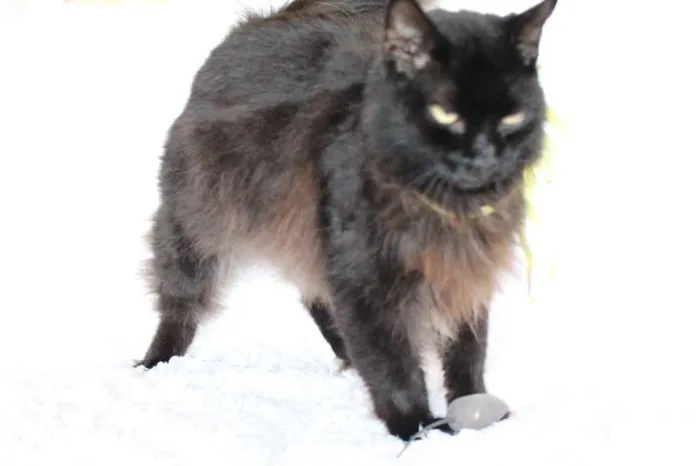 Gato ra a SRD idade 2 anos nome Sereno, o tranquilo!