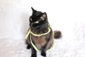Gato raça SRD idade 2 anos nome Sereno, o tranquilo!