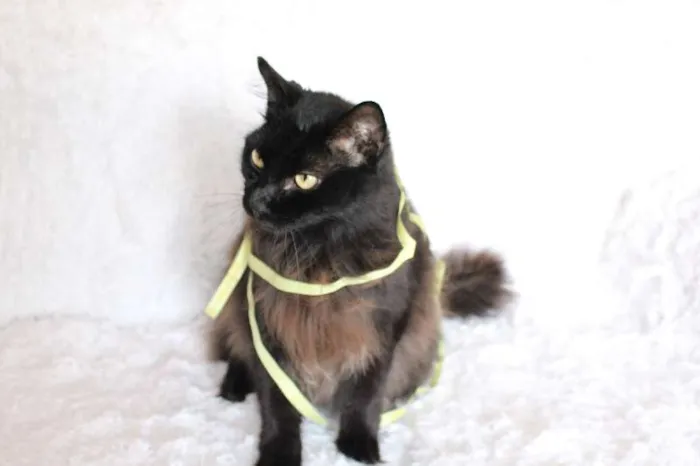 Gato ra a SRD idade 2 anos nome Sereno, o tranquilo!